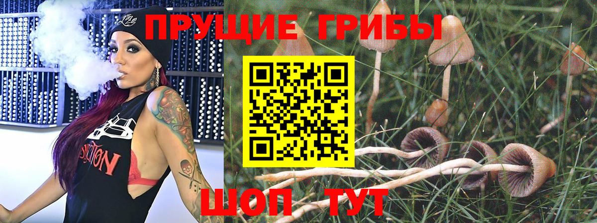 Псилоцибиновые грибы мицелий Санкт-Петербург